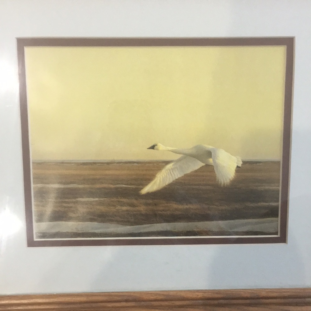 Framed Art Print of Mute Swan in Flight in Solid Oak Frame - Picture 6 of 10
